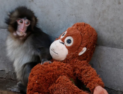 Punch the Monkey’s Plushie Goes Viral And Is Selling Out Worldwide