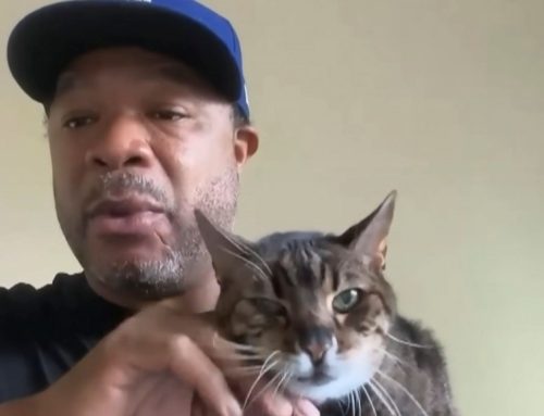 Xzibit Shares Extreme Lengths He Goes to Keep Viral 20-Year-Old Cat Alive